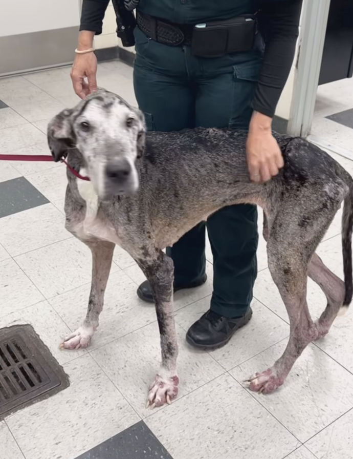 Starved, Scabbed, and Abandoned: The “Picky Eater” Excuse That Nearly Killed Two Dogs